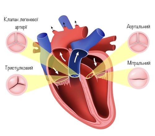серцеві клапани